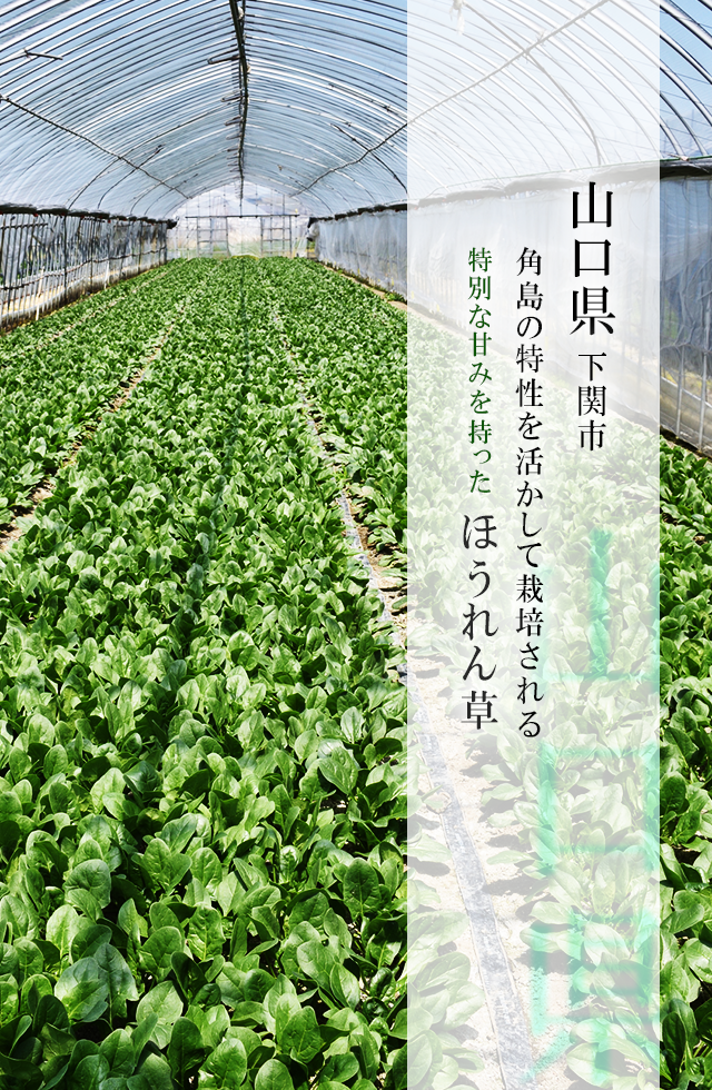 山口県下関市 角島の特製を活かして栽培される 特別な甘みをもったほうれん草